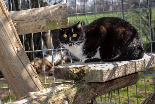 Ekh Sarah 15 Tierschutzverein Muldental E V Tierheim Schkortitz